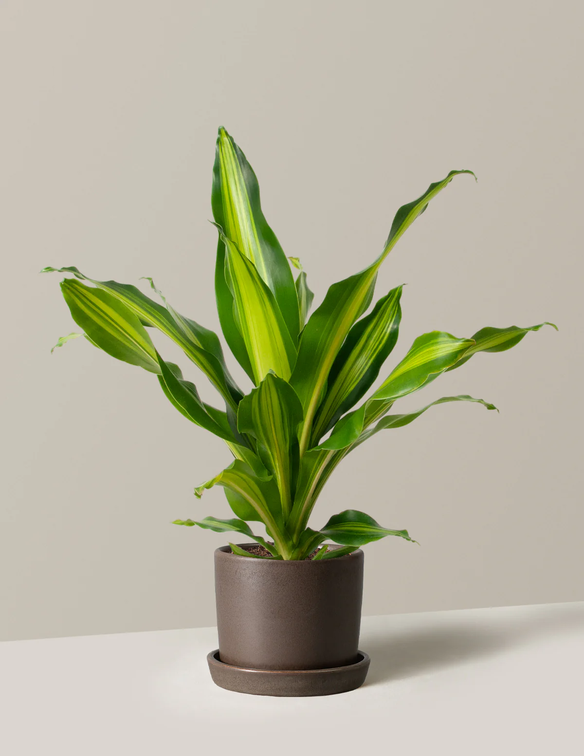 Dracaena Giganta - Image 3