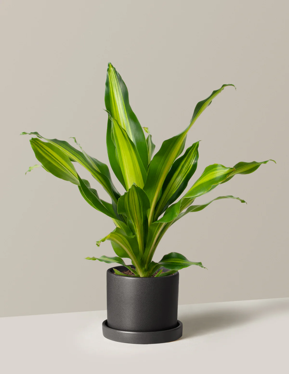 Dracaena Giganta - Image 4