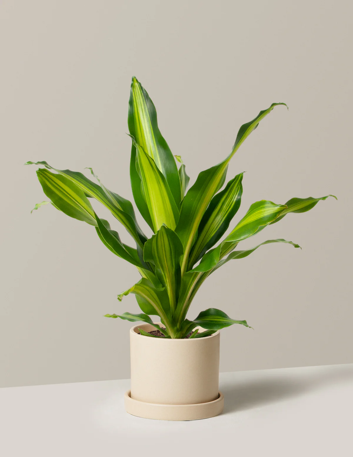 Dracaena Giganta - Image 5