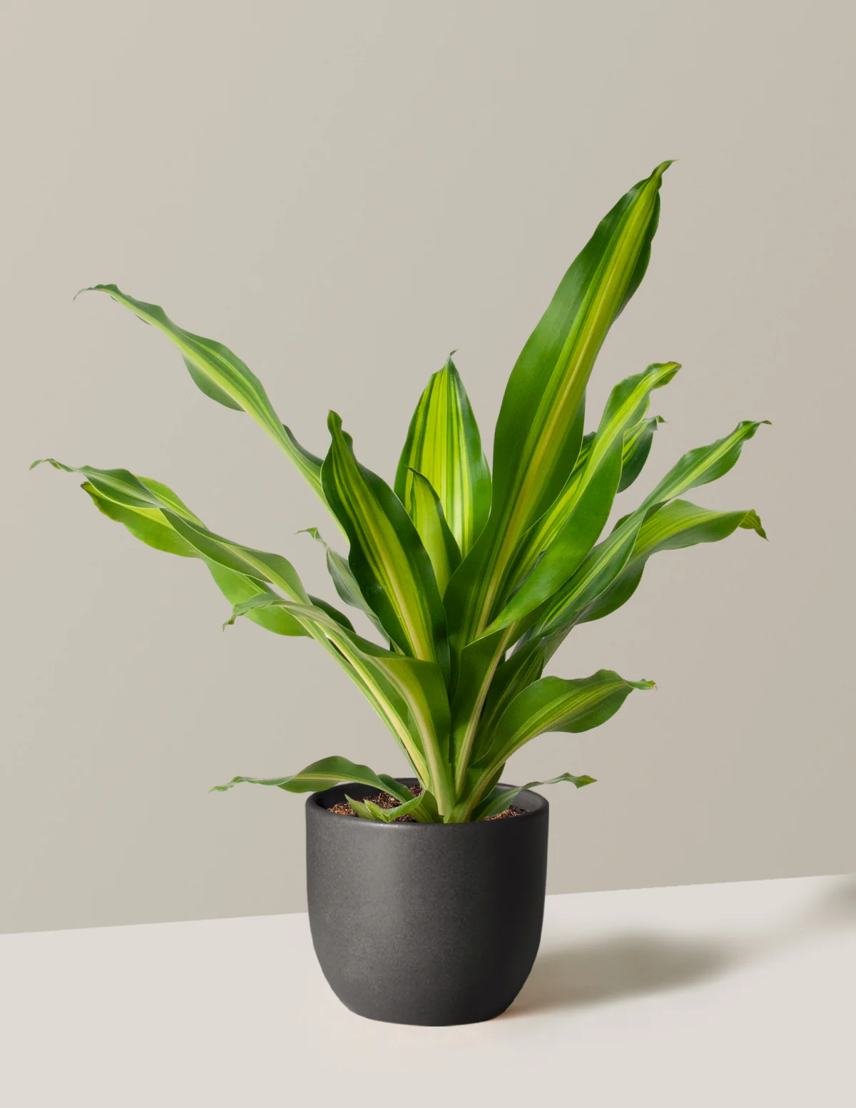 Dracaena Giganta - Image 6