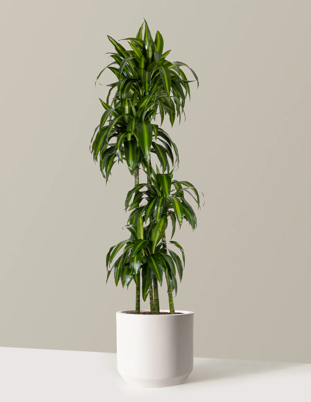 Dracaena Hawaiian Sunshine - Image 7
