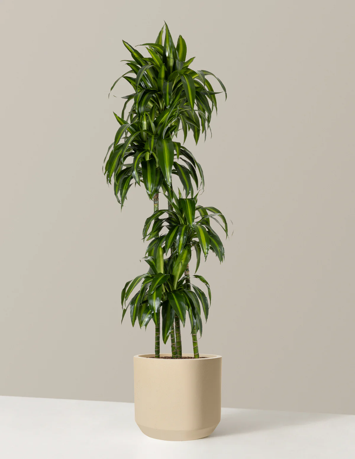 Dracaena Hawaiian Sunshine - Image 8