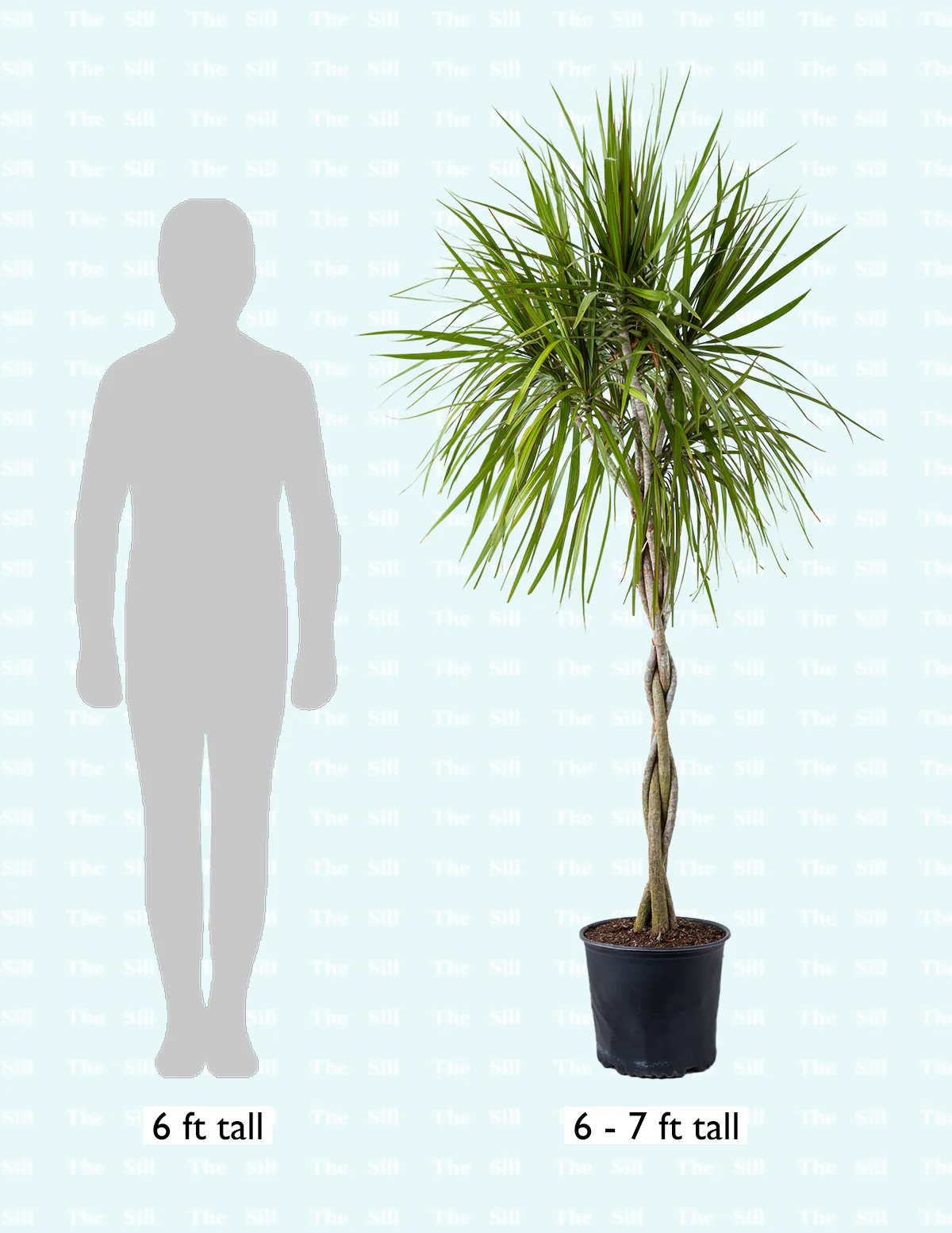 Dracaena Marginata Braided - Image 10