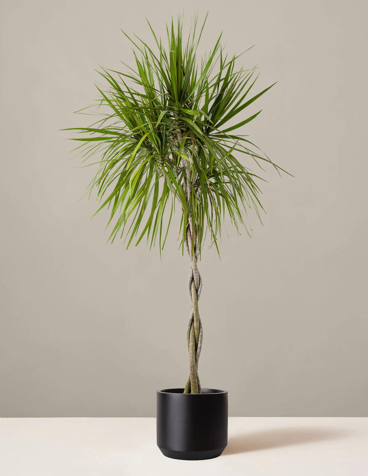 Dracaena Marginata Braided - Image 11