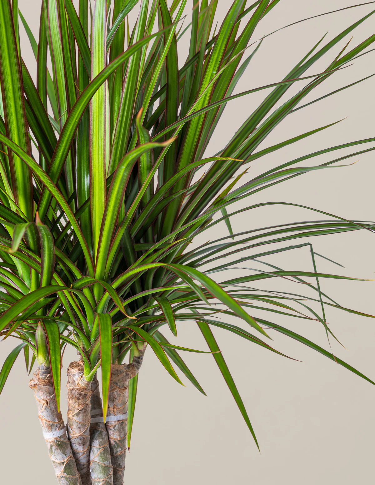Dracaena Marginata Braided - Image 14