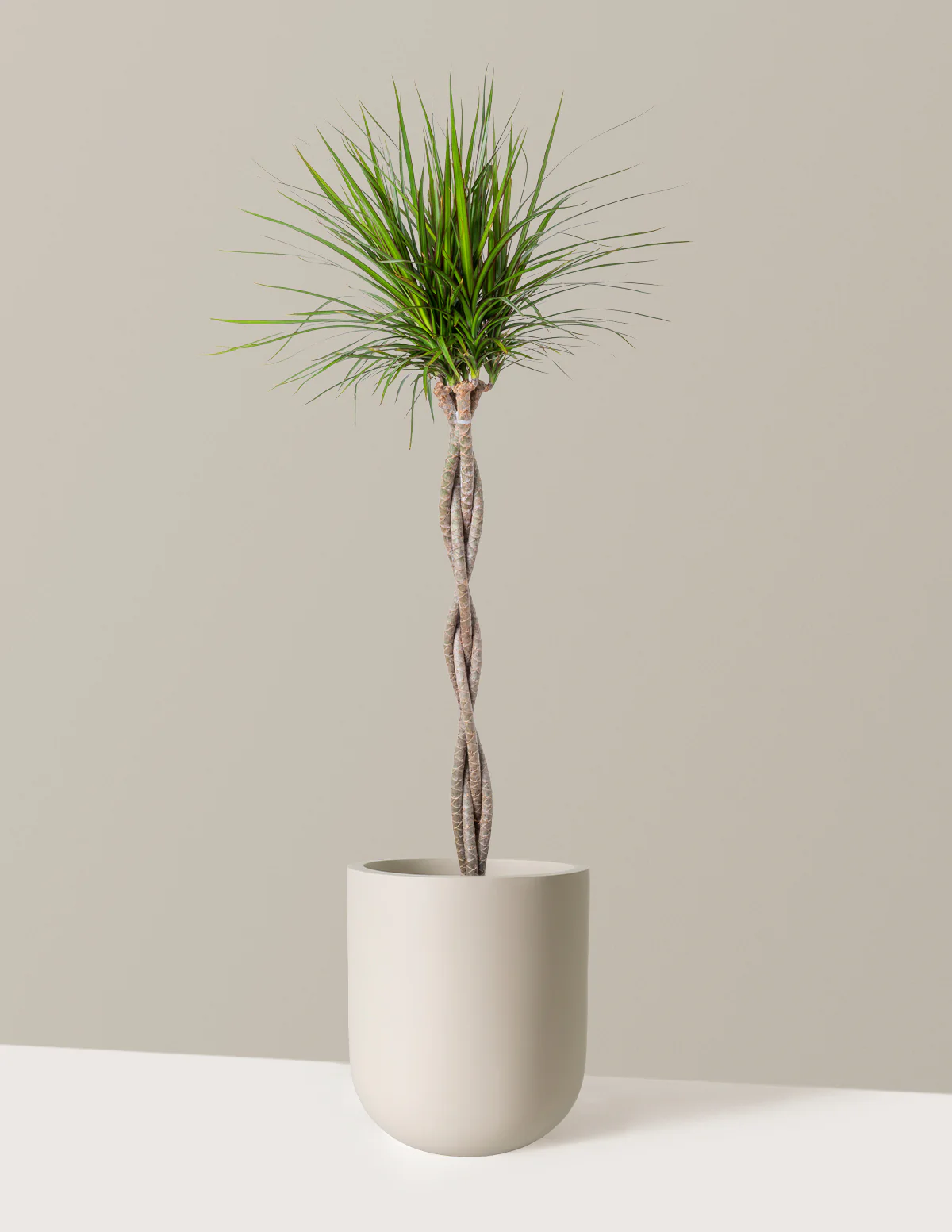 Dracaena Marginata Braided - Image 16