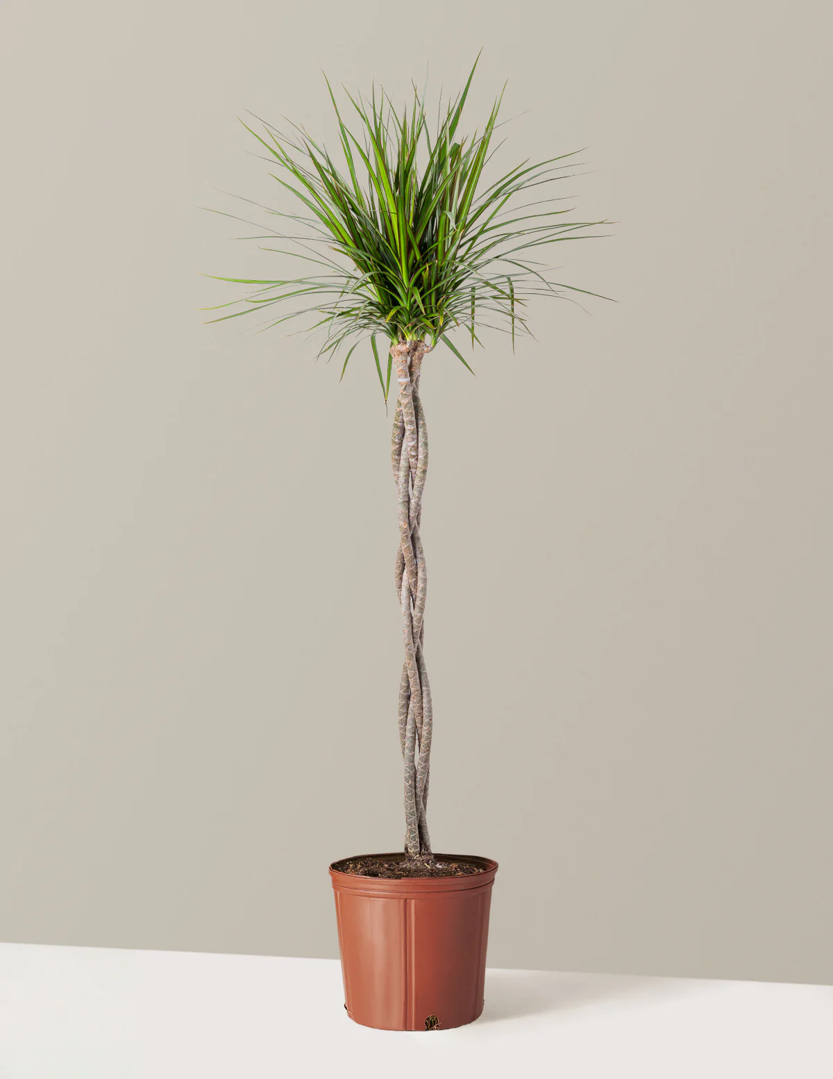 Dracaena Marginata Braided - Image 18