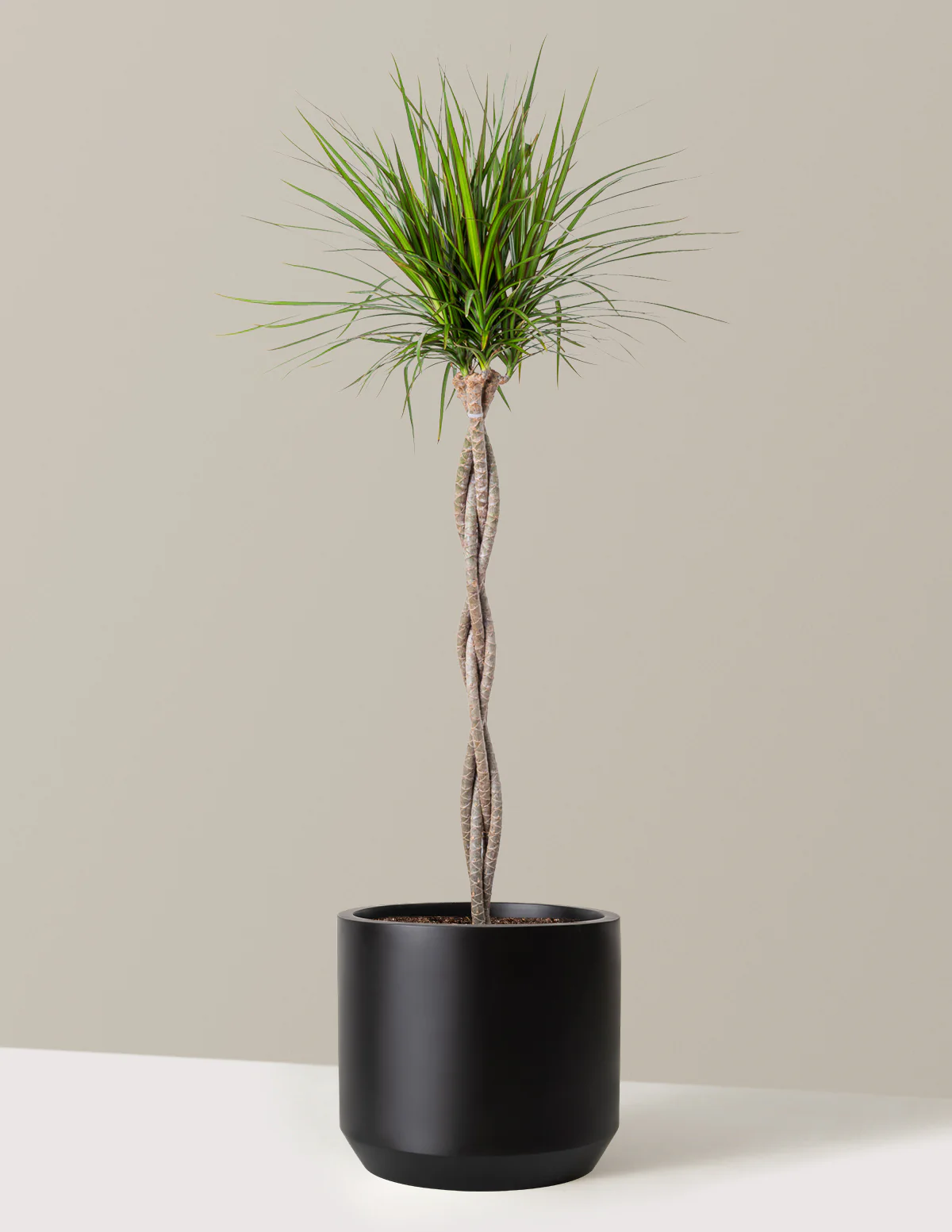 Dracaena Marginata Braided - Image 19