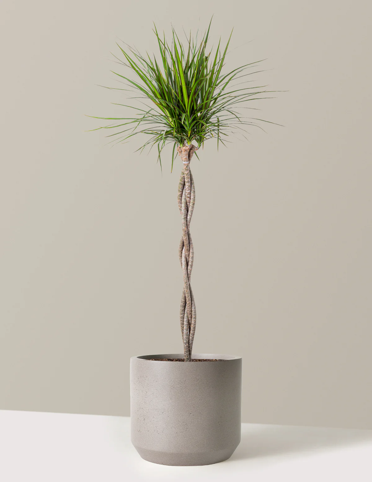 Dracaena Marginata Braided - Image 20