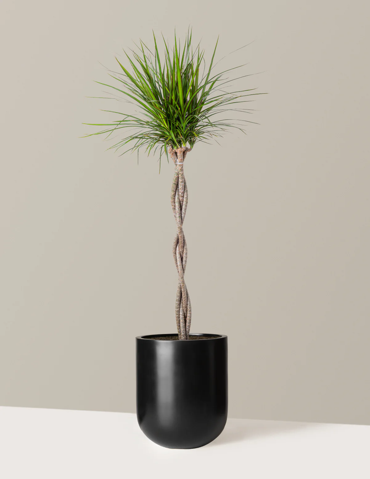 Dracaena Marginata Braided - Image 21