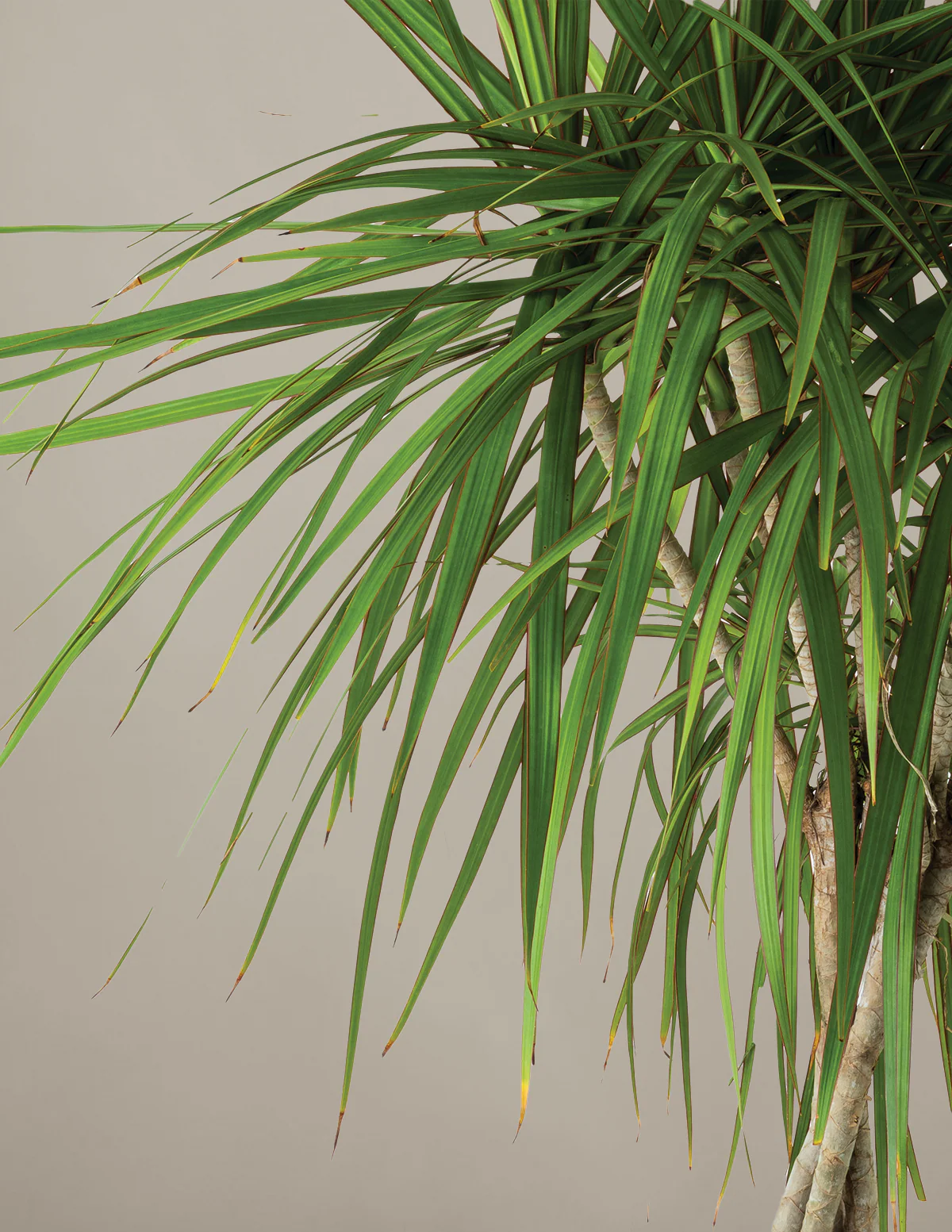 Dracaena Marginata Braided - Image 22