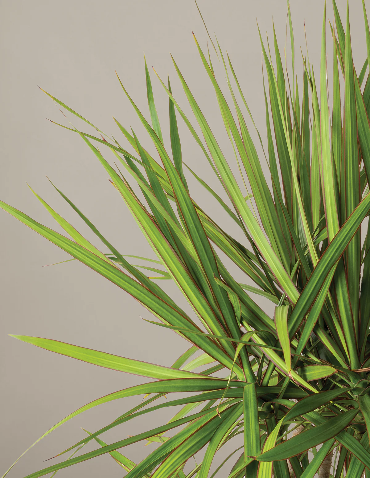 Dracaena Marginata Braided - Image 23