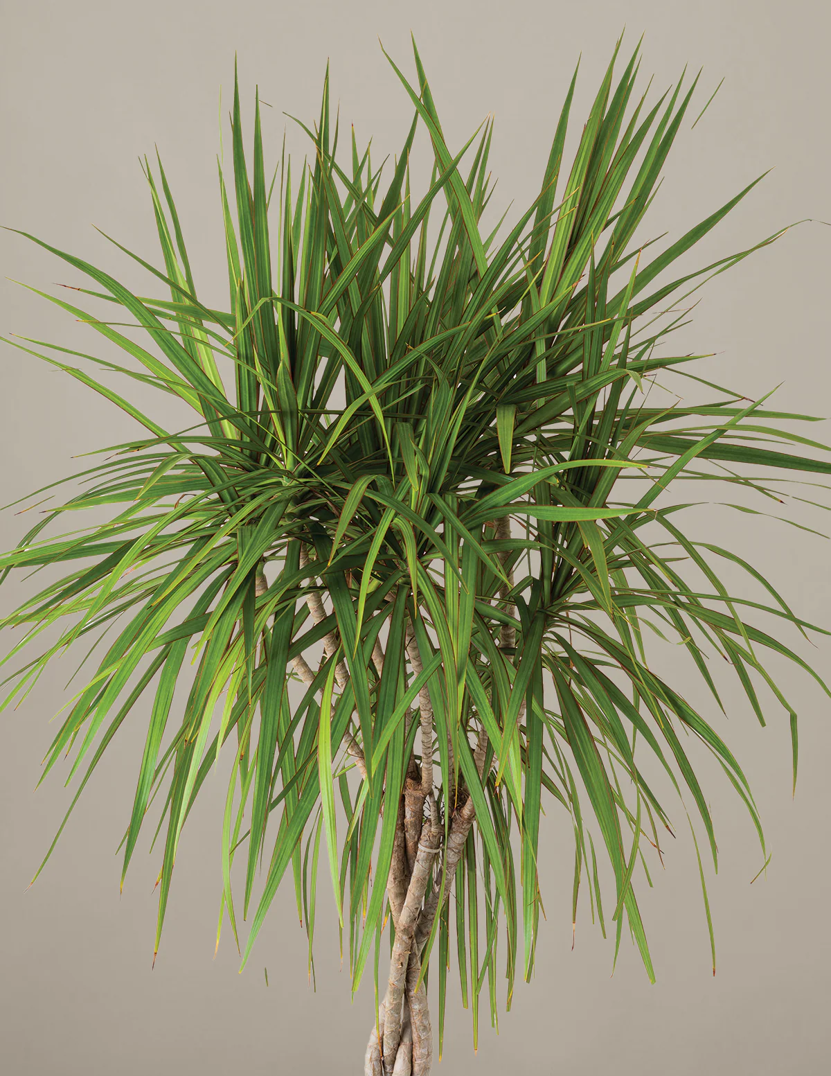 Dracaena Marginata Braided - Image 24