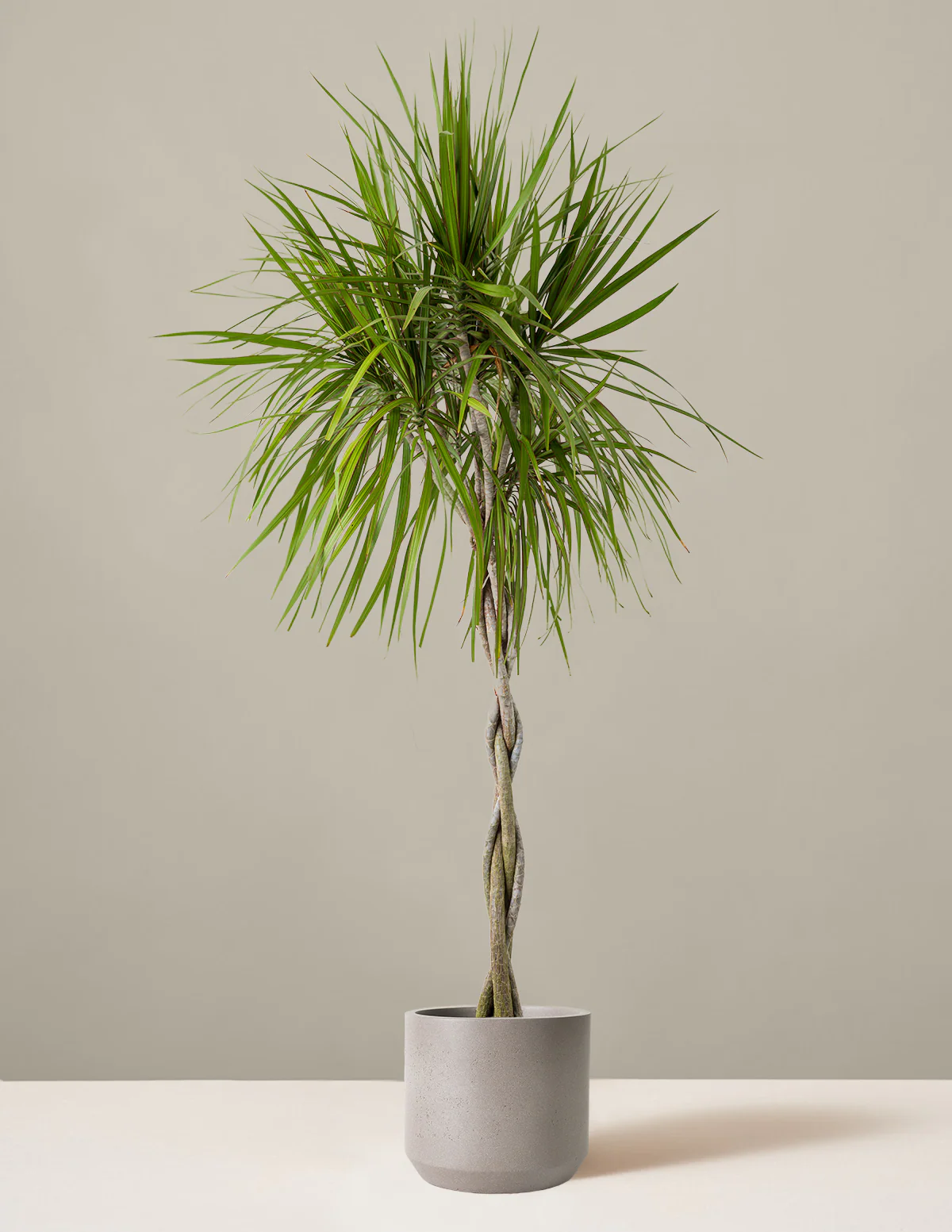 Dracaena Marginata Braided - Image 25