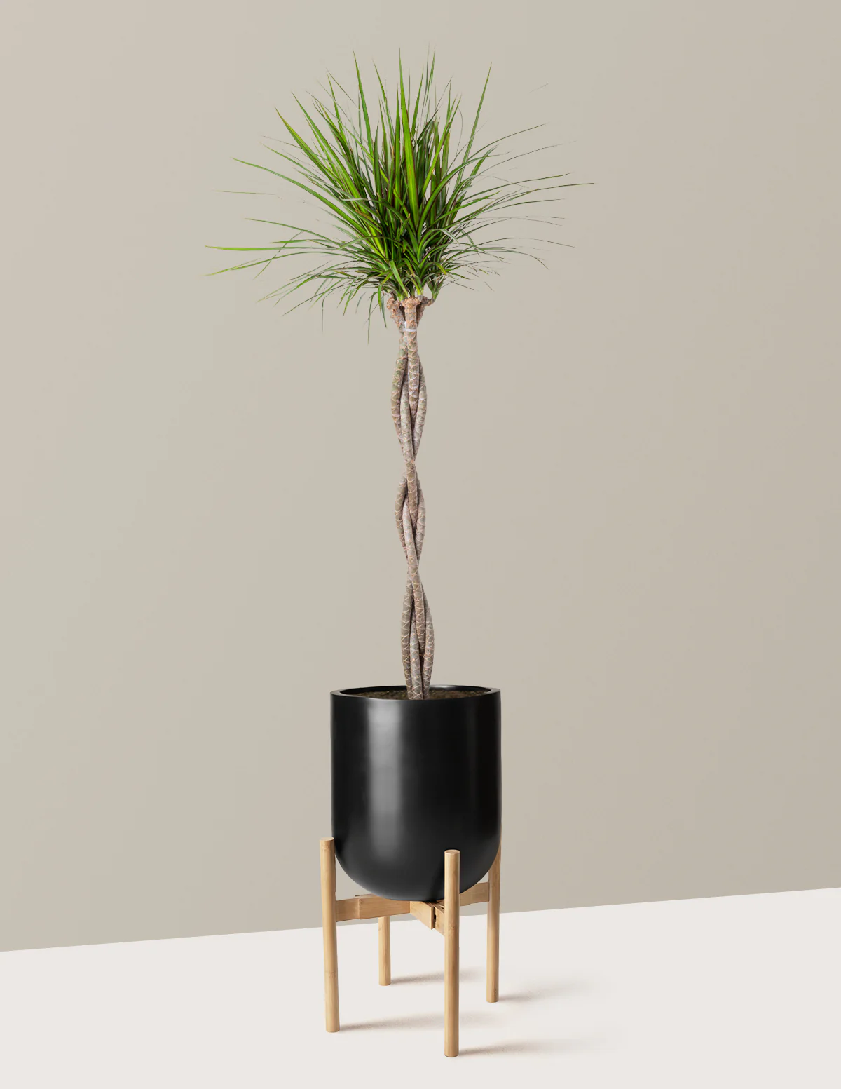 Dracaena Marginata Braided - Image 29