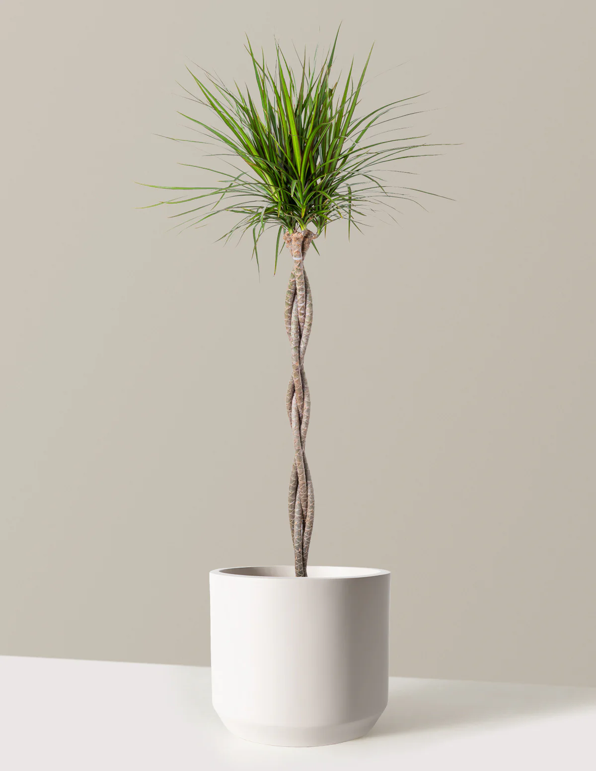 Dracaena Marginata Braided - Image 3