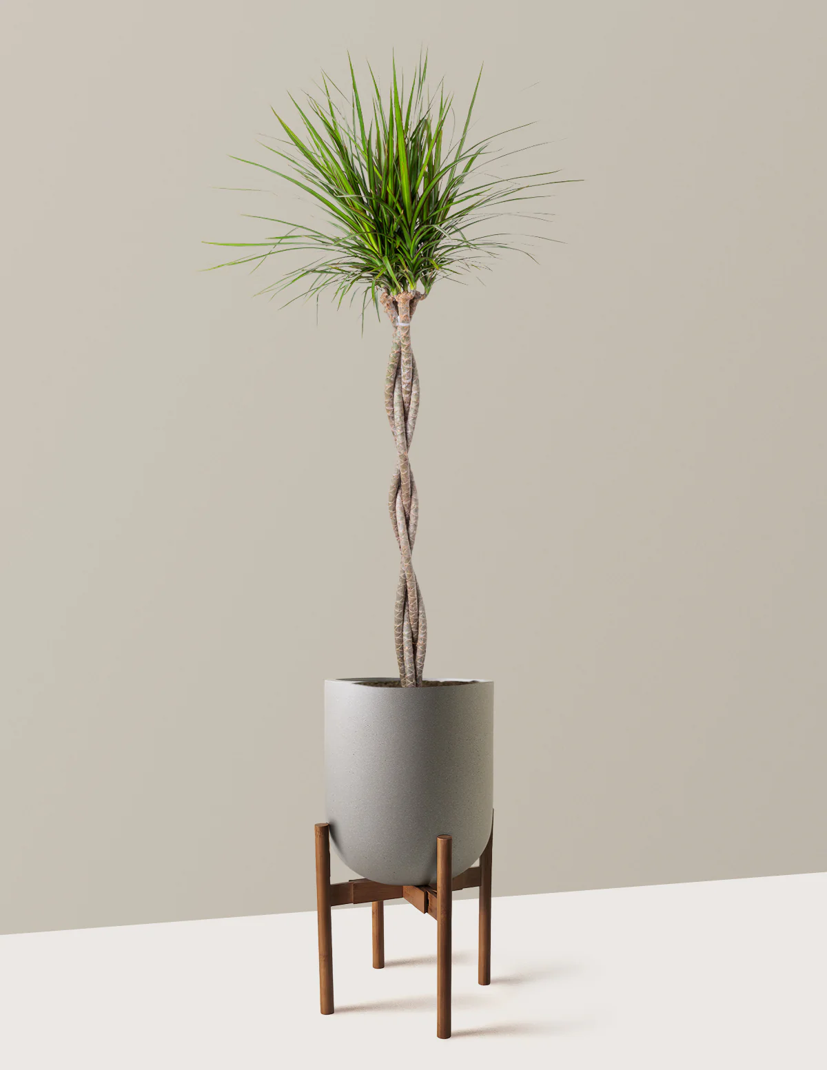 Dracaena Marginata Braided - Image 30