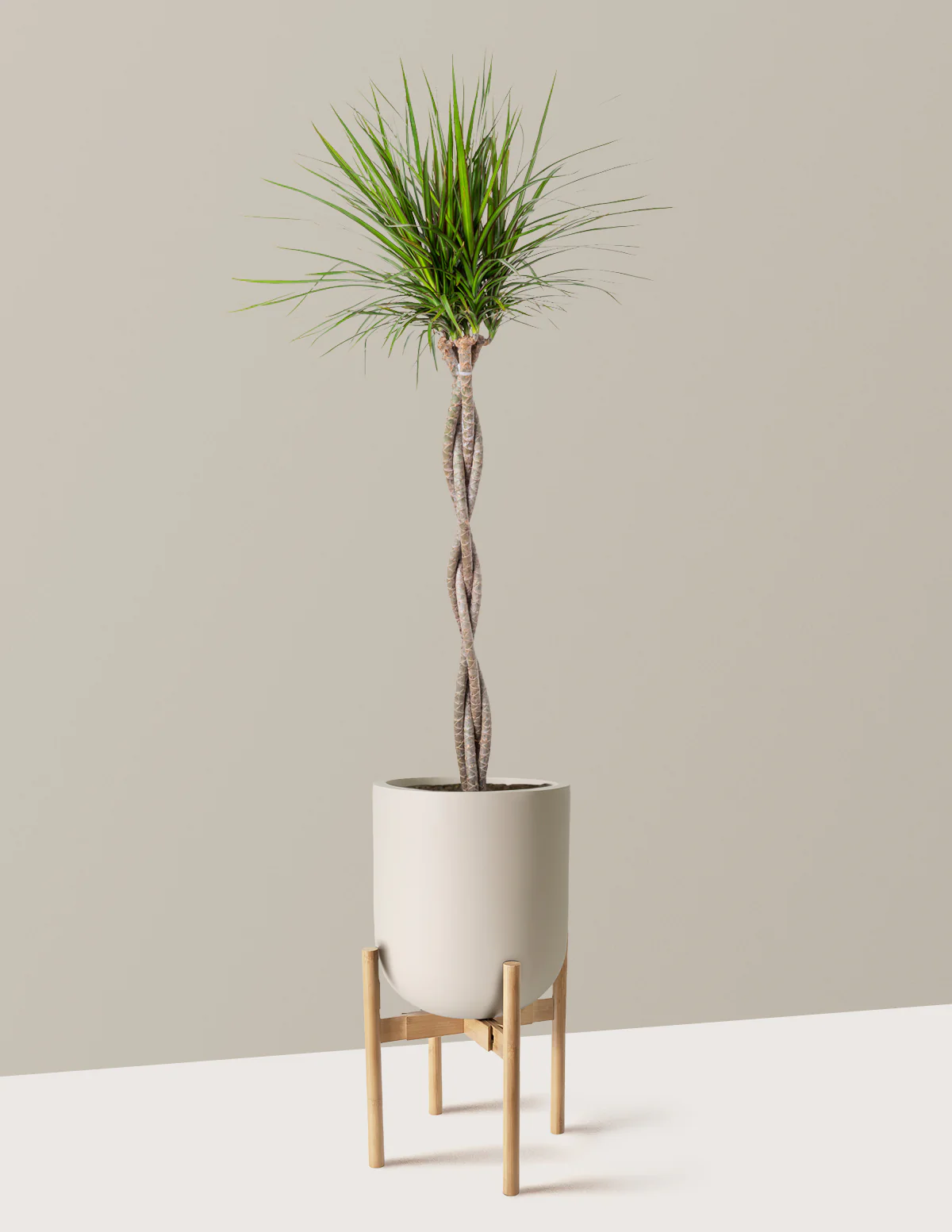 Dracaena Marginata Braided - Image 32