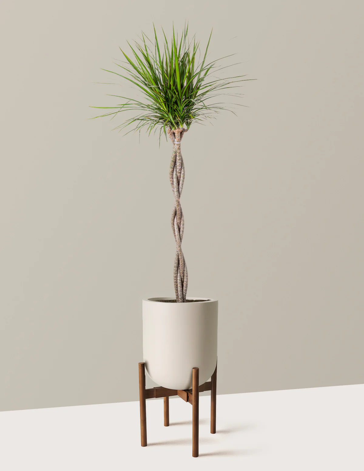 Dracaena Marginata Braided - Image 33