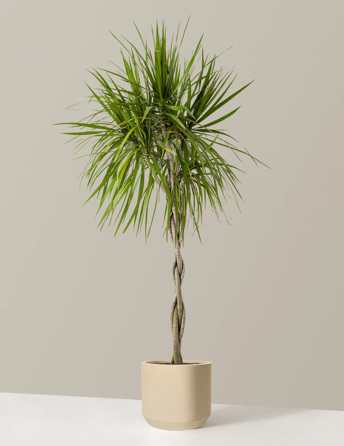 Dracaena Marginata Braided - Image 34