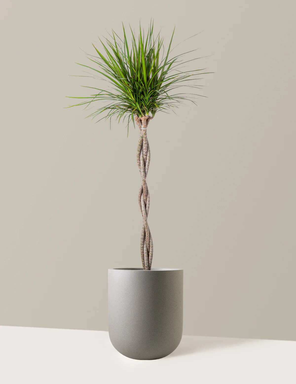 Dracaena Marginata Braided - Image 5