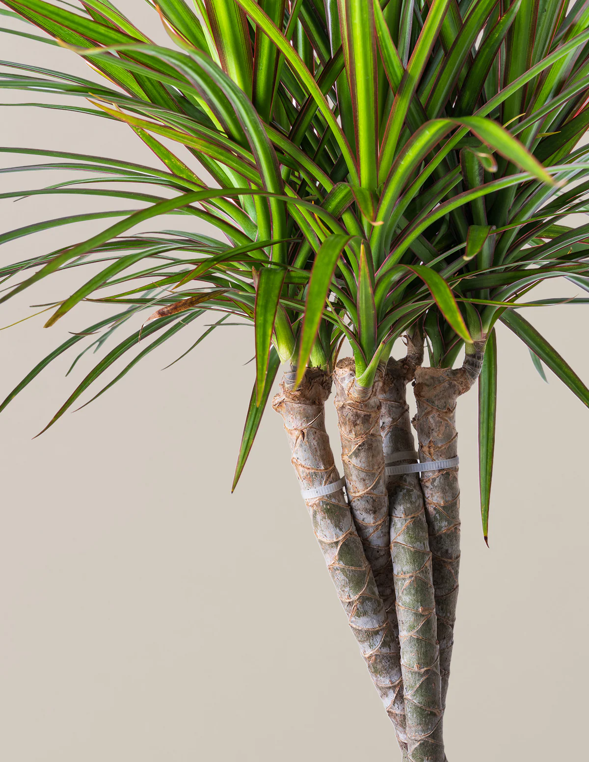 Dracaena Marginata Braided - Image 8