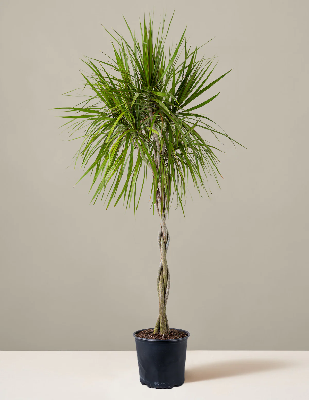 Dracaena Marginata Braided - Image 9
