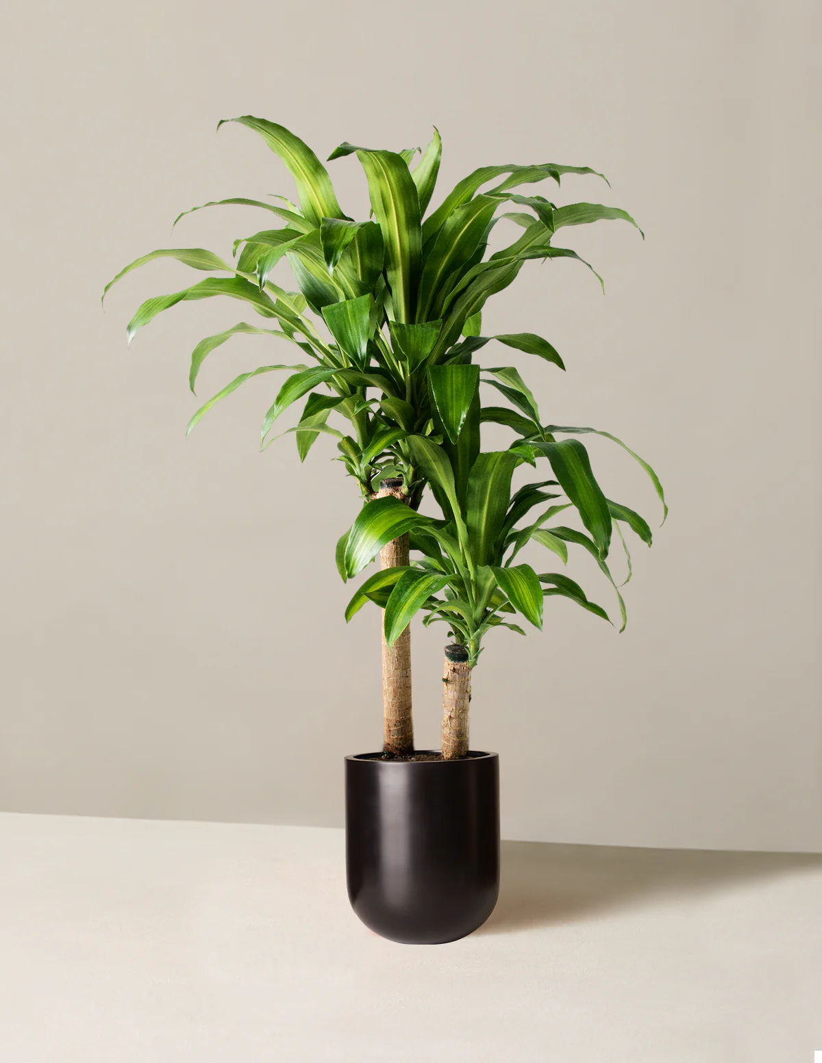 Dracaena Mass Cane - Image 10