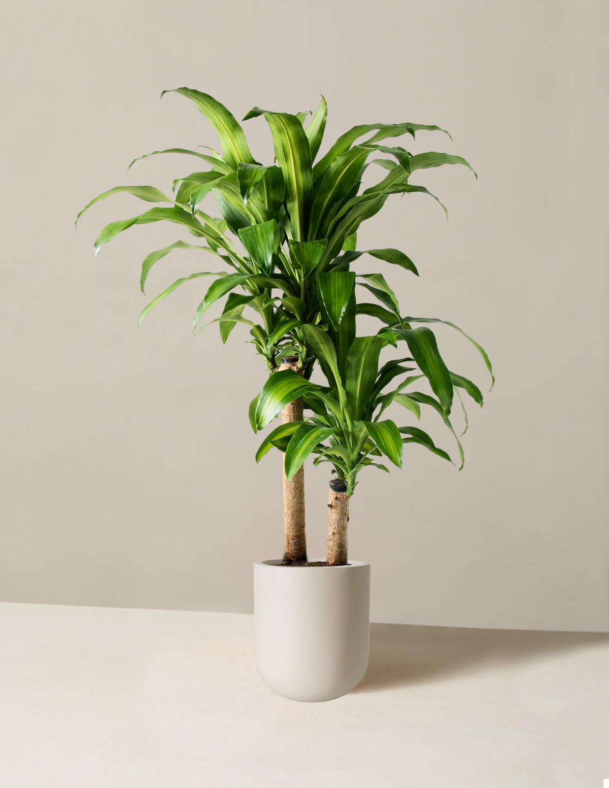 Dracaena Mass Cane - Image 14