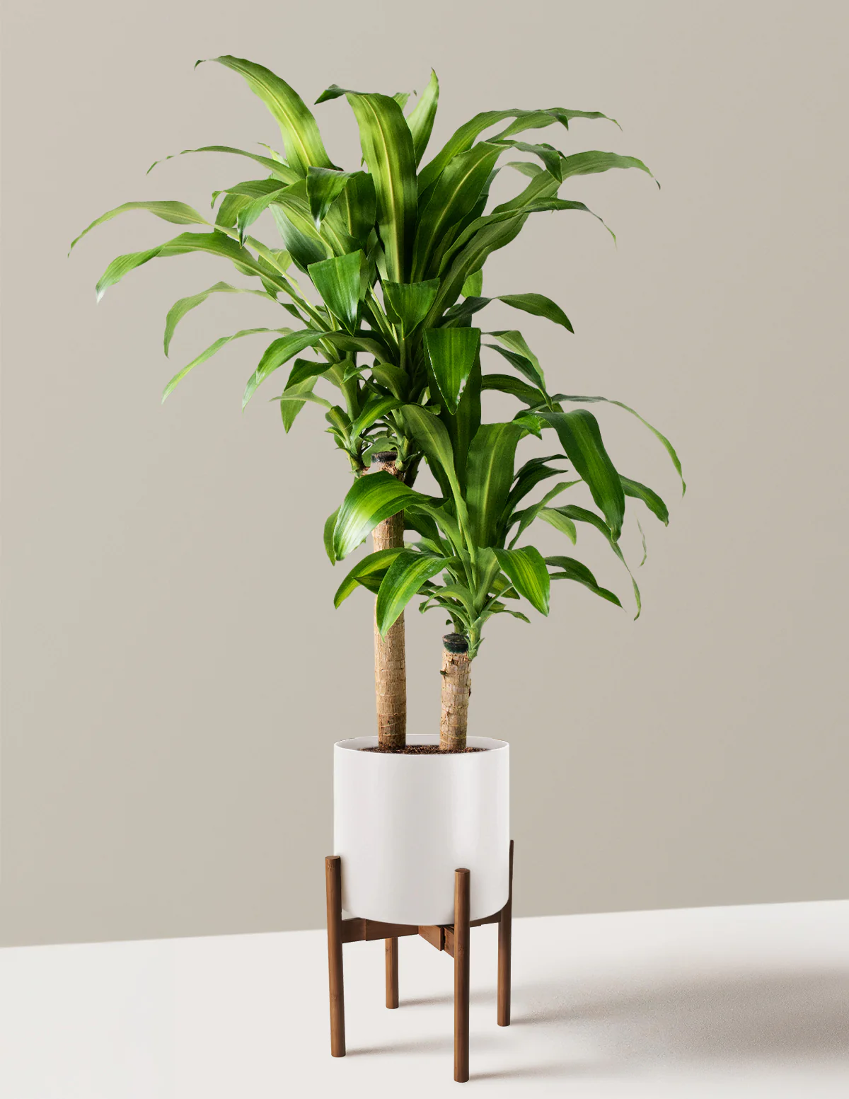 Dracaena Mass Cane - Image 20