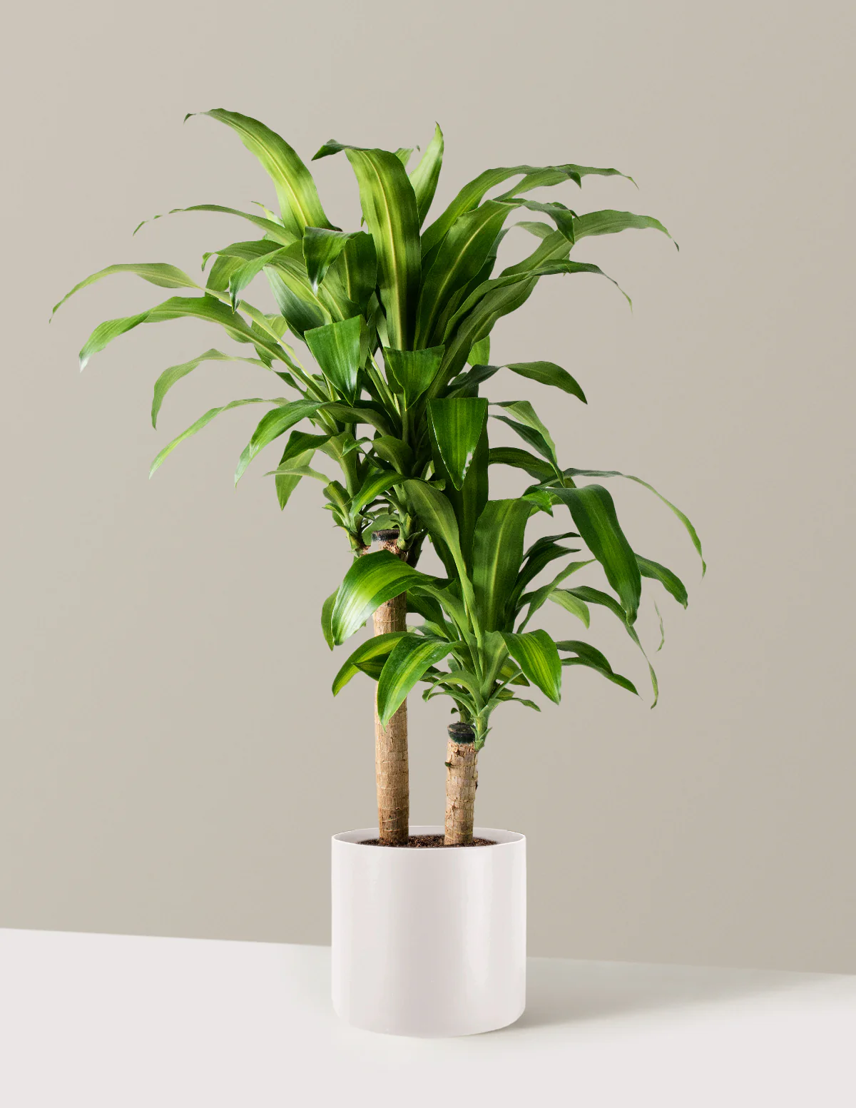 Dracaena Mass Cane - Image 22