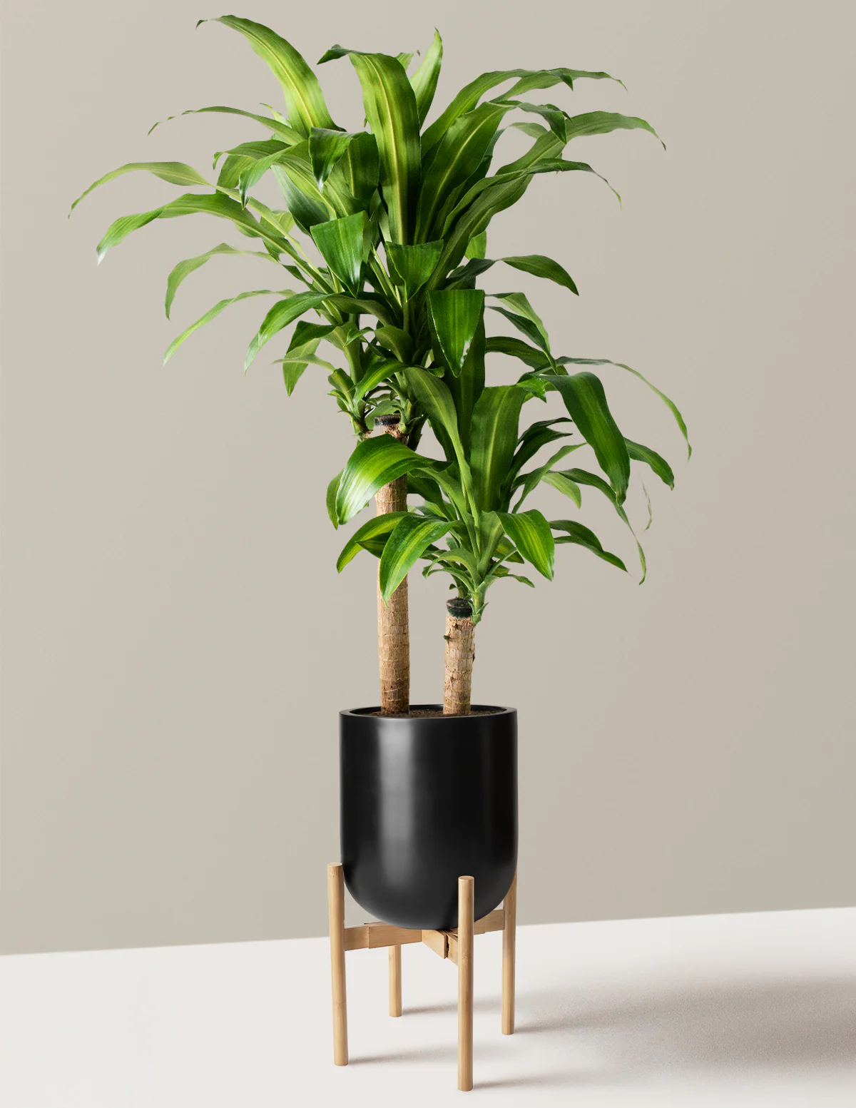 Dracaena Mass Cane - Image 24