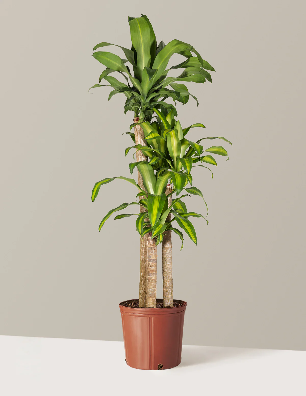 Dracaena Mass Cane - Image 28