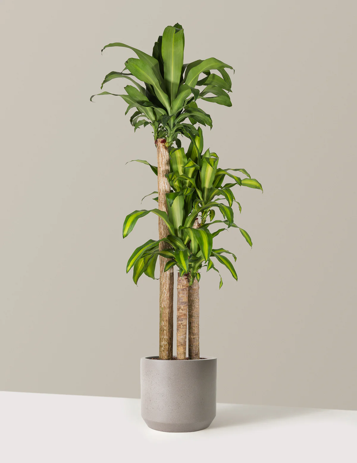 Dracaena Mass Cane - Image 30