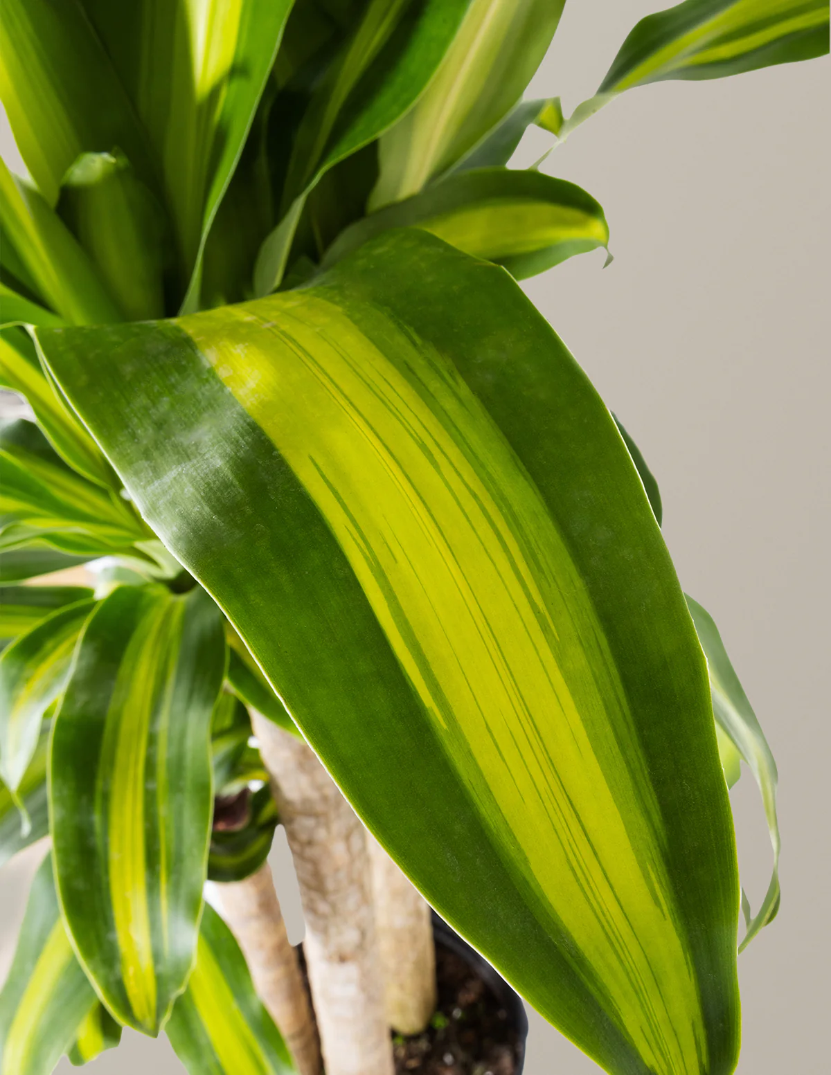 Dracaena Mass Cane - Image 31