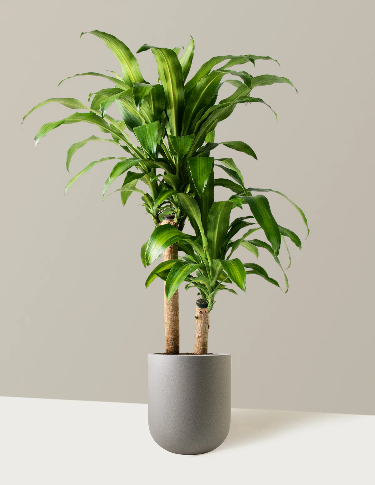 Dracaena Mass Cane - Image 9