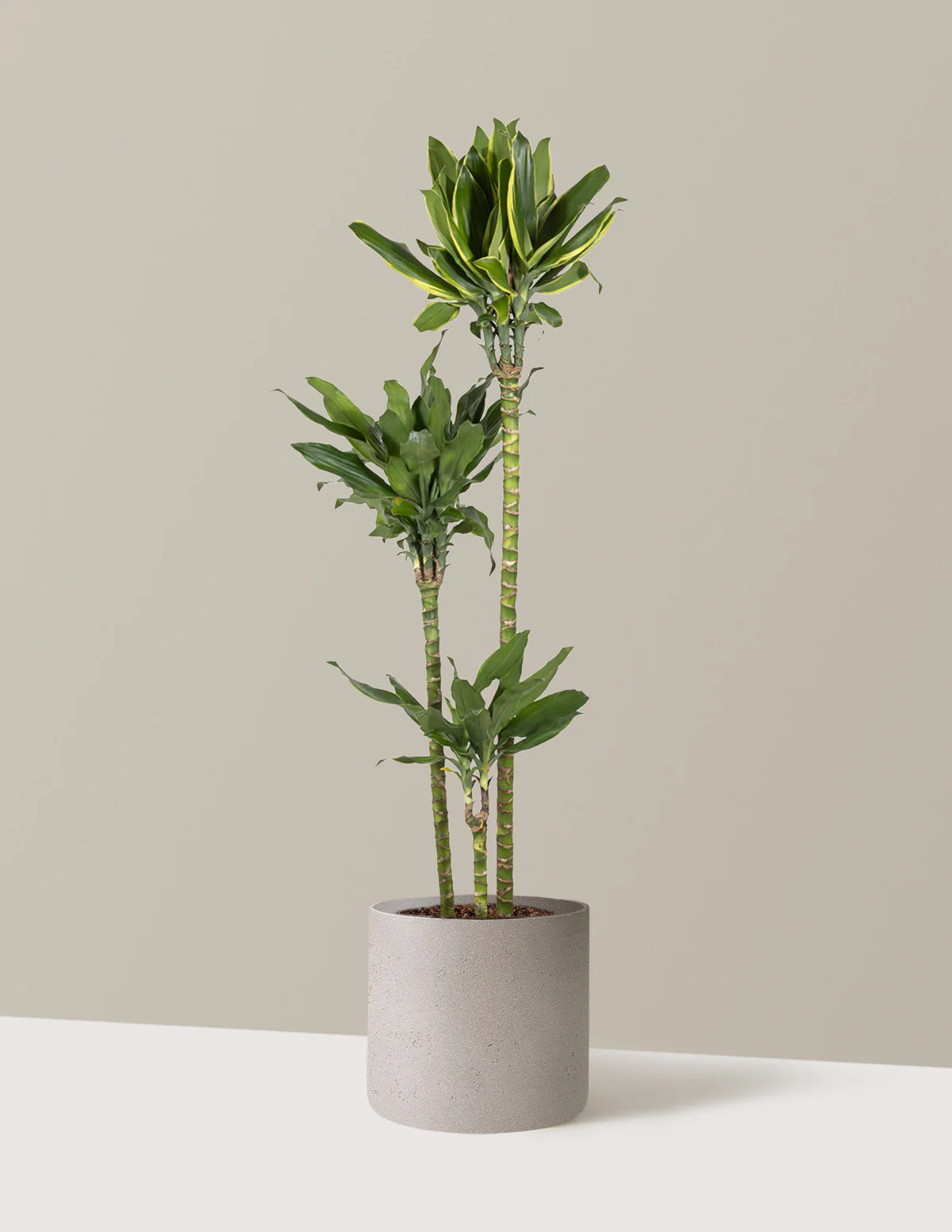 Dracaena Steudneri Gold Dream