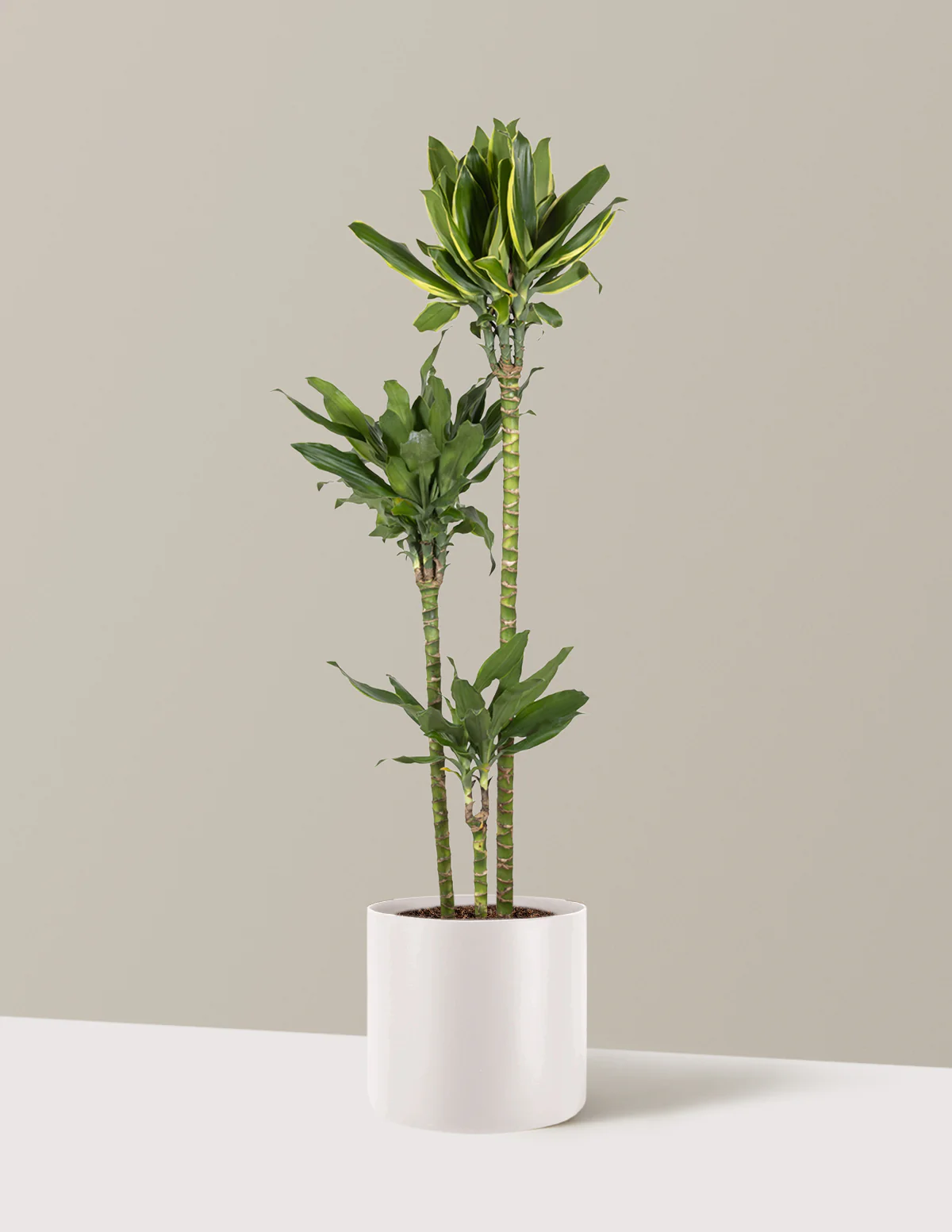 Dracaena Steudneri Gold Dream - Image 10