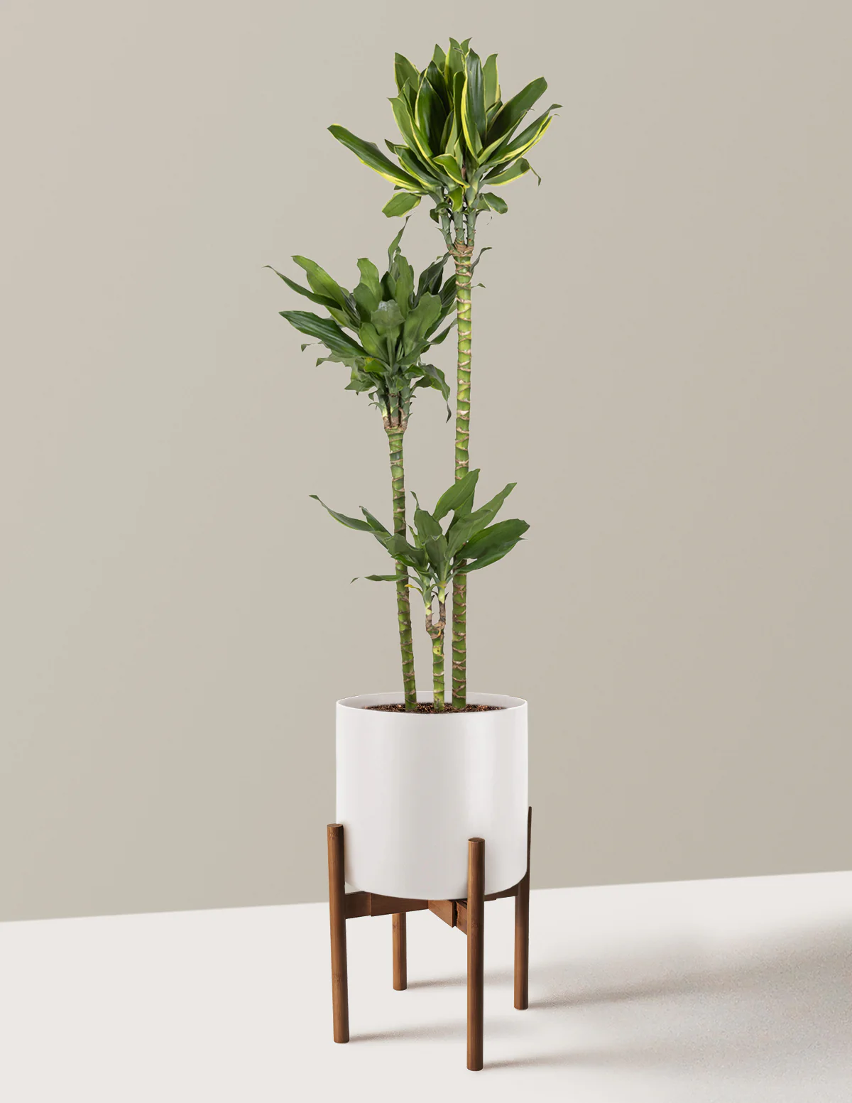 Dracaena Steudneri Gold Dream - Image 11