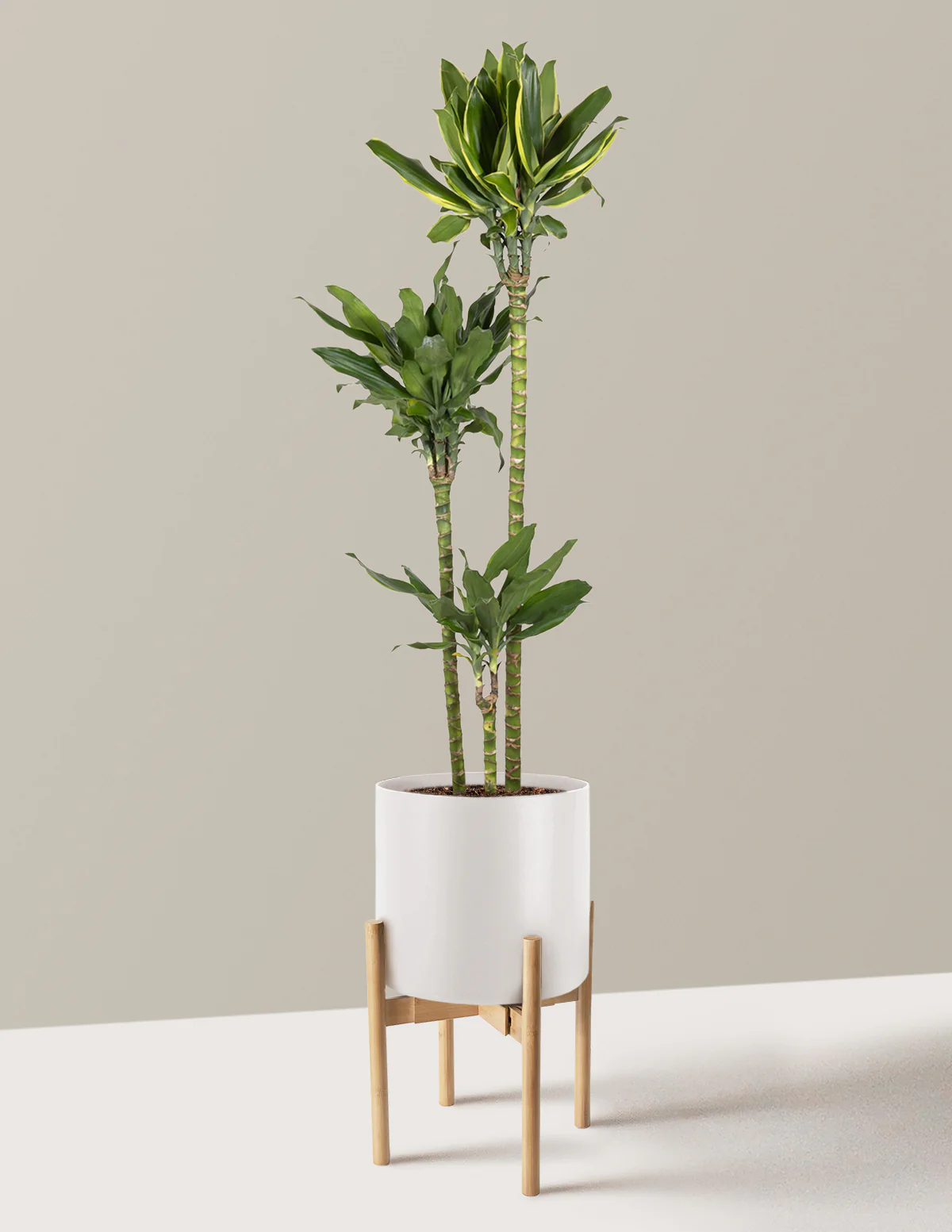 Dracaena Steudneri Gold Dream - Image 12