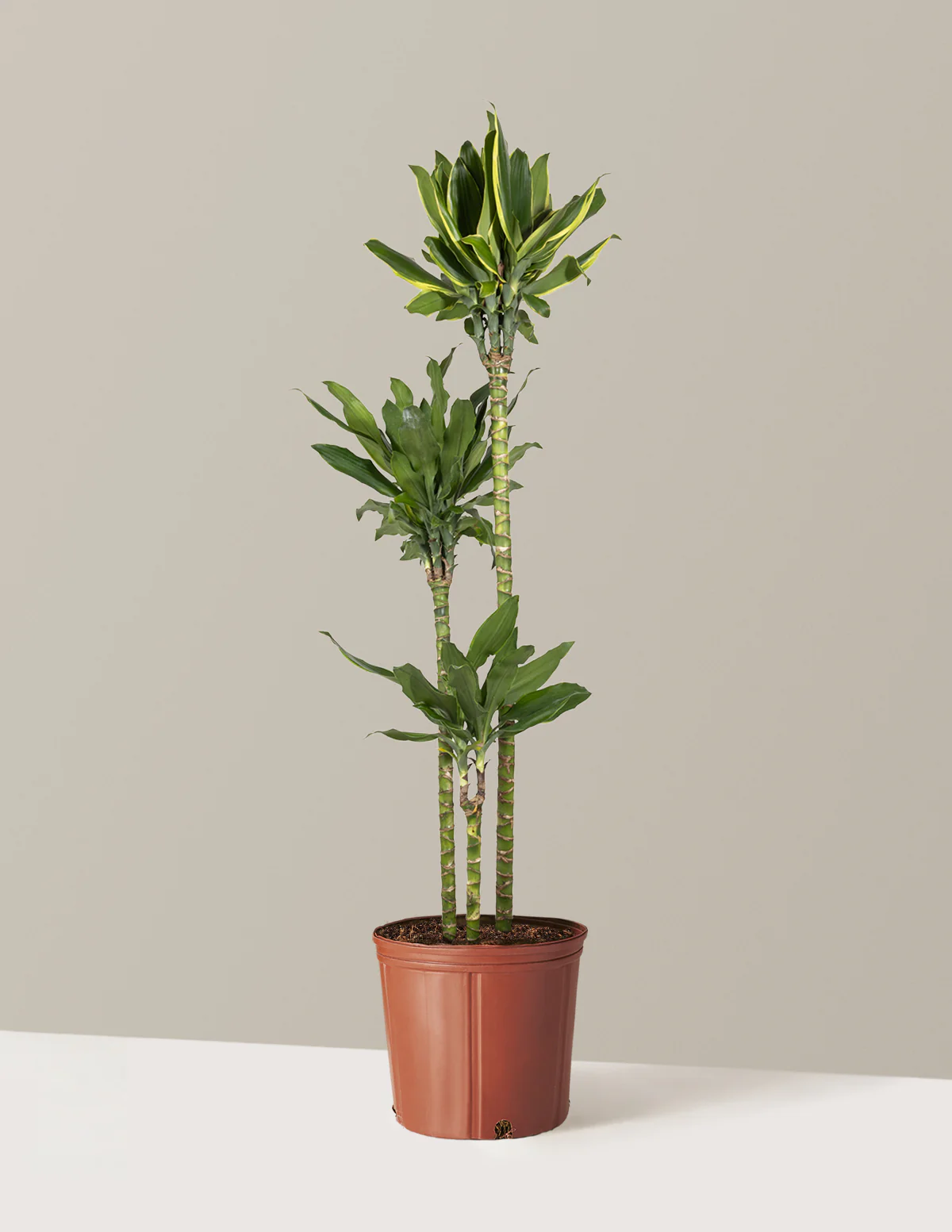 Dracaena Steudneri Gold Dream - Image 13