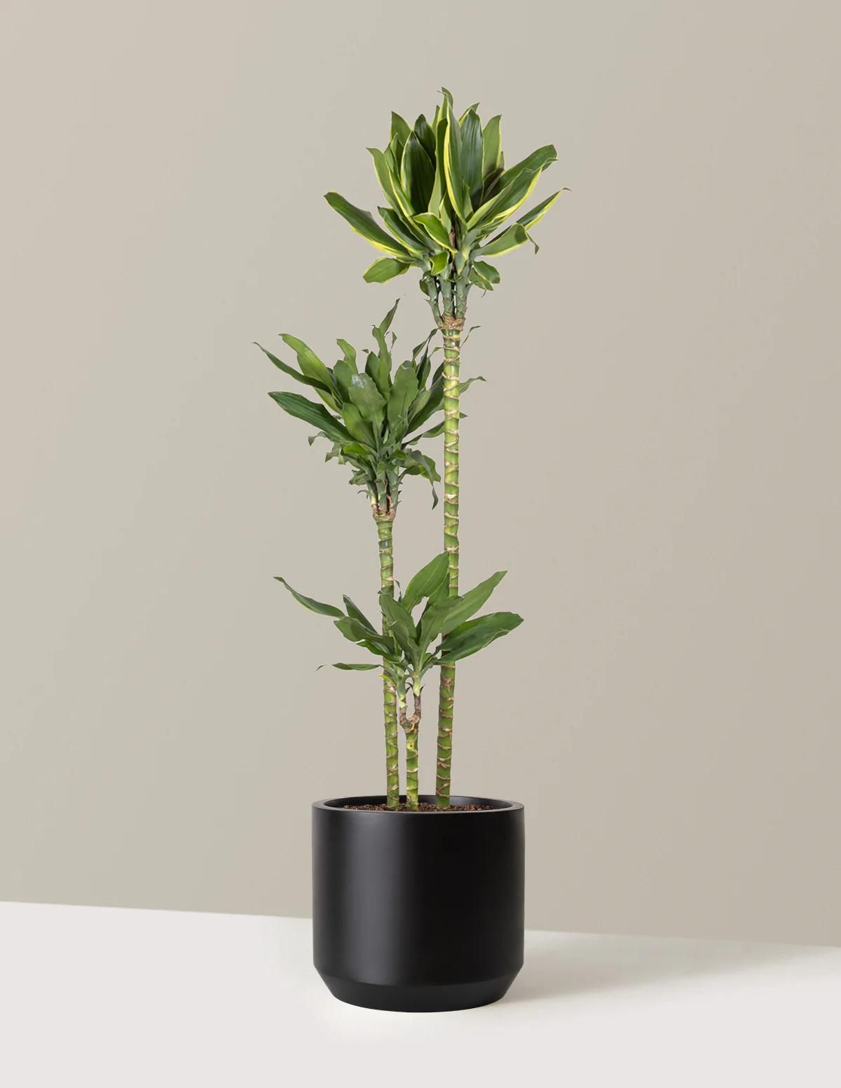 Dracaena Steudneri Gold Dream - Image 14
