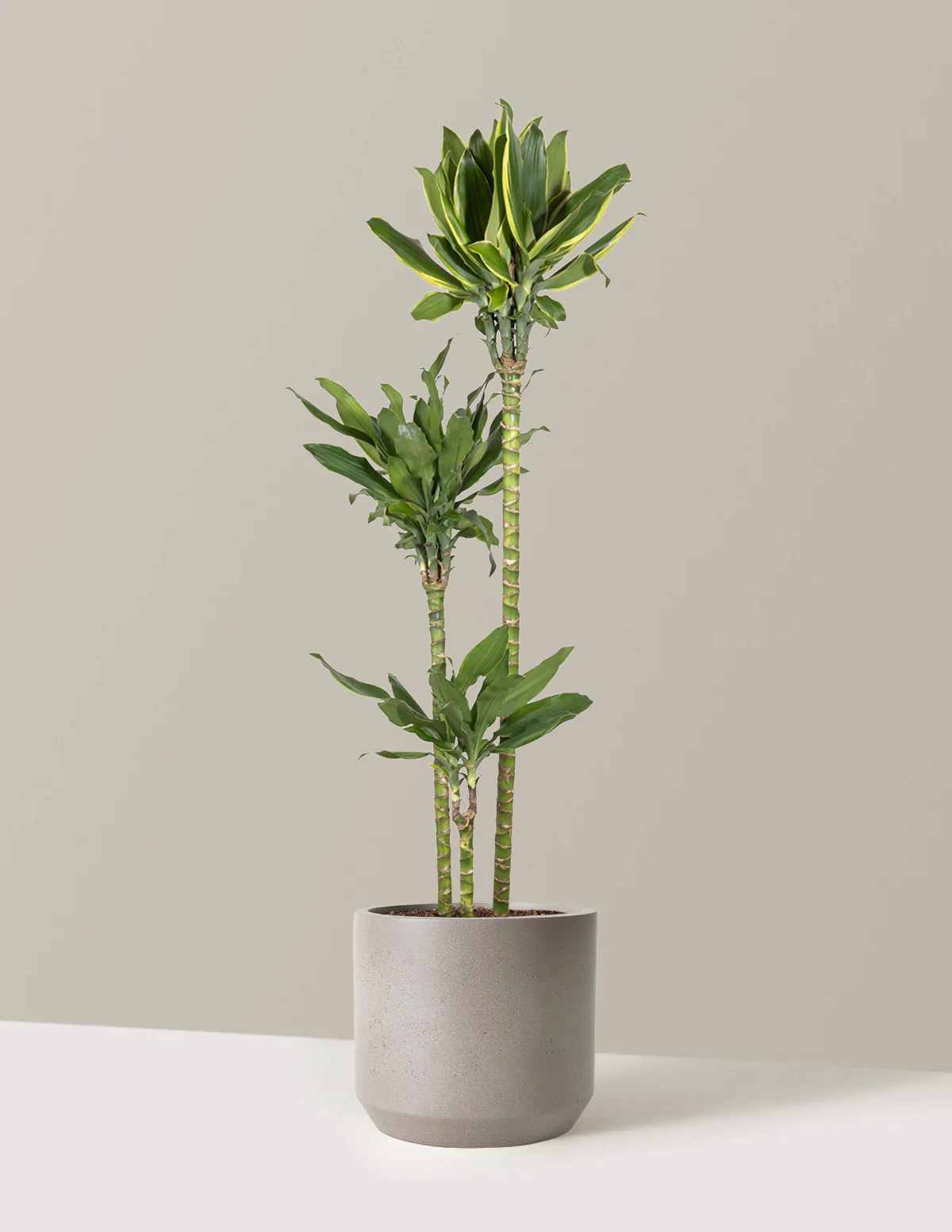 Dracaena Steudneri Gold Dream - Image 15