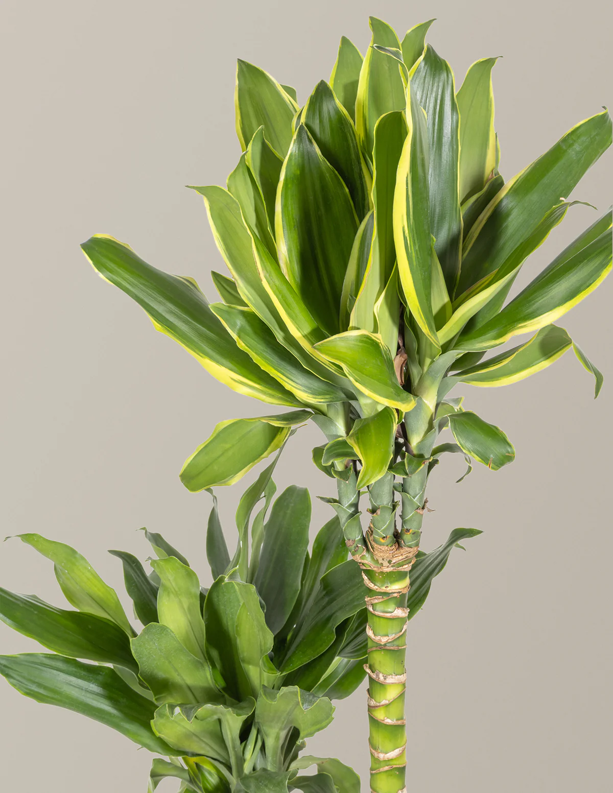 Dracaena Steudneri Gold Dream - Image 2