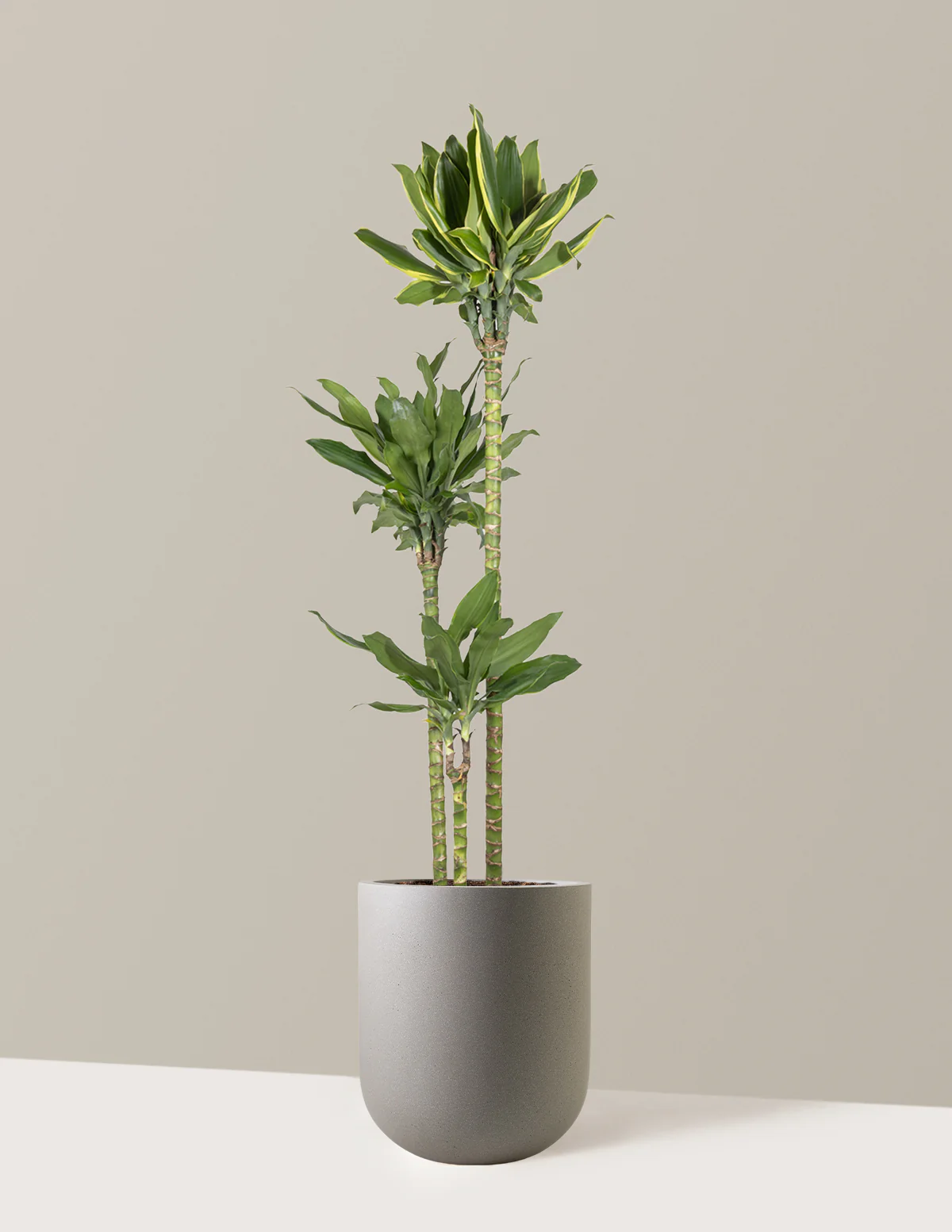 Dracaena Steudneri Gold Dream - Image 20