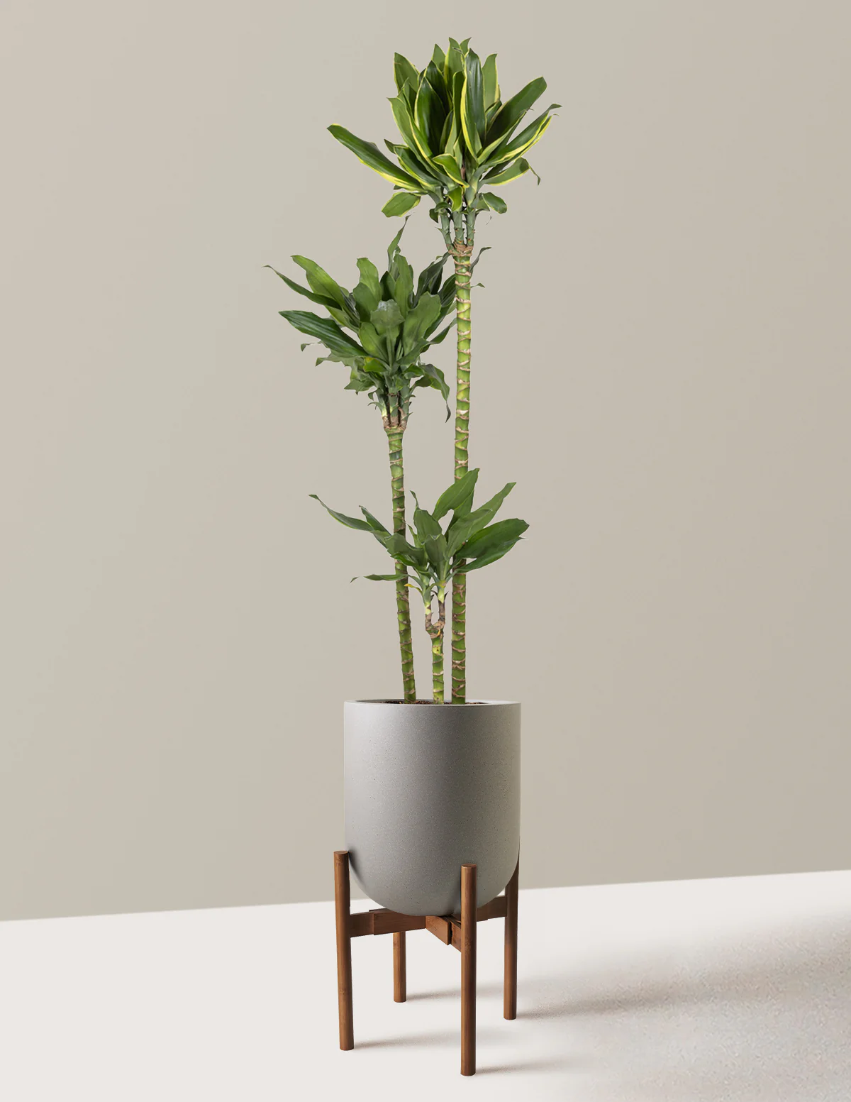 Dracaena Steudneri Gold Dream - Image 21