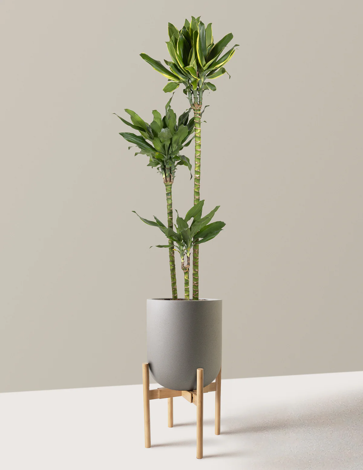 Dracaena Steudneri Gold Dream - Image 22