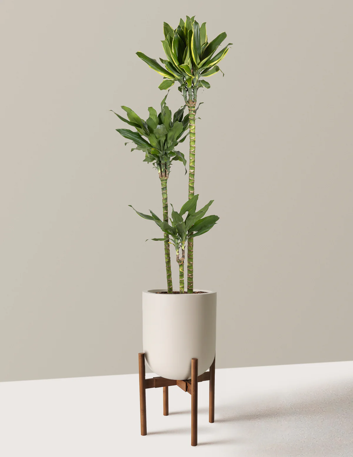 Dracaena Steudneri Gold Dream - Image 24