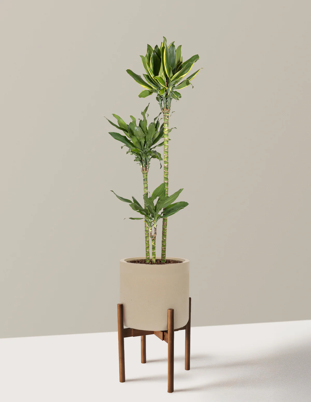 Dracaena Steudneri Gold Dream - Image 26
