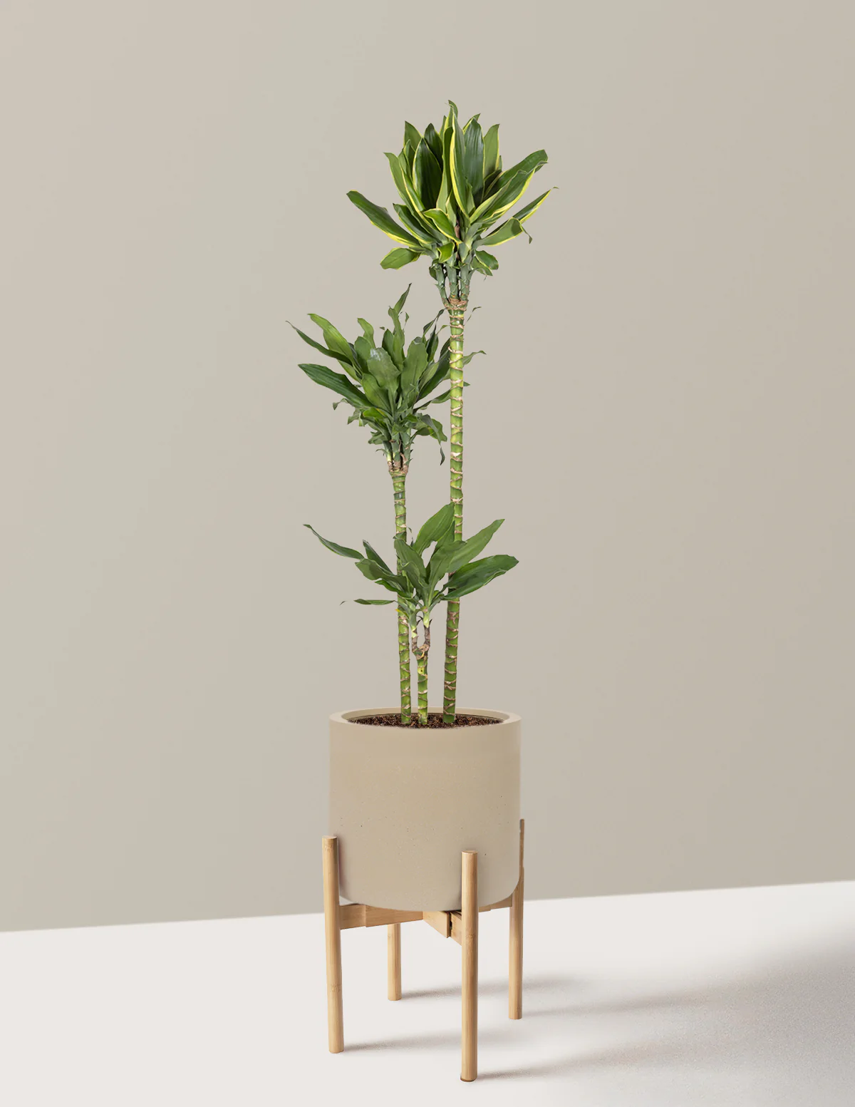 Dracaena Steudneri Gold Dream - Image 27
